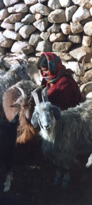 327. Tajik shepherdess Vikhinj