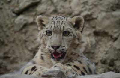 340. Snow Leopard