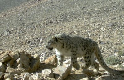 341. Snow Leopard